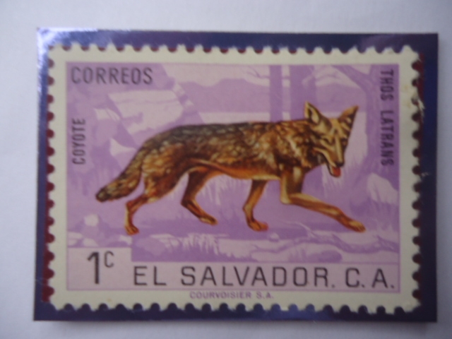 Coyote- Thos Latrans - Canis Latrans - 