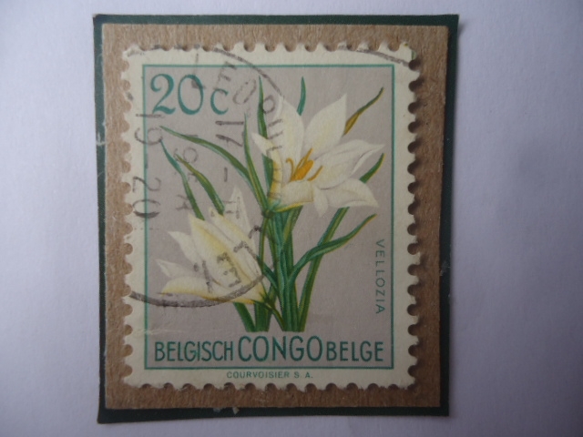 Congo Belga - Vellozia Aequatorialis - Serie: Flores- Sello de 20 Céntimos Belgas. Año 1952/60