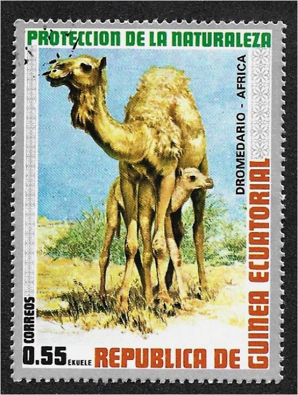 Animales africanos. Dromedario (Camelus dromedarius)