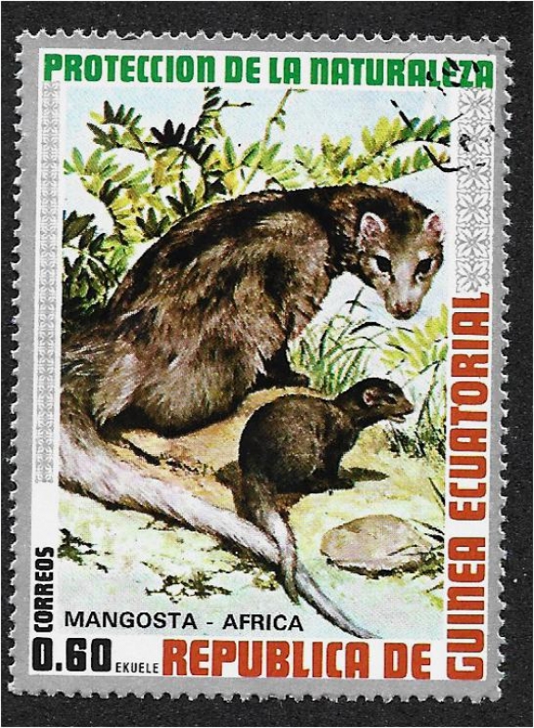 Animales africanos. Mangosta de cola blanca (Ichneumon albicauda)