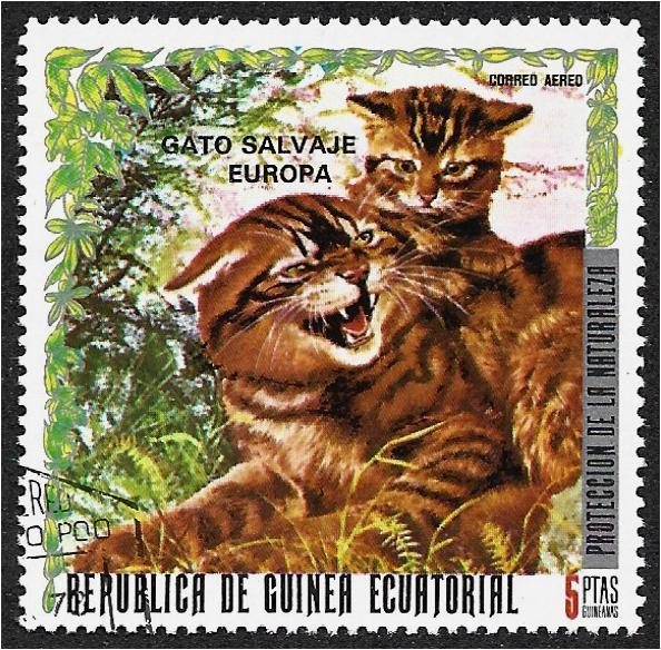 Animales europeos. Gato montés (Felis silvestris)