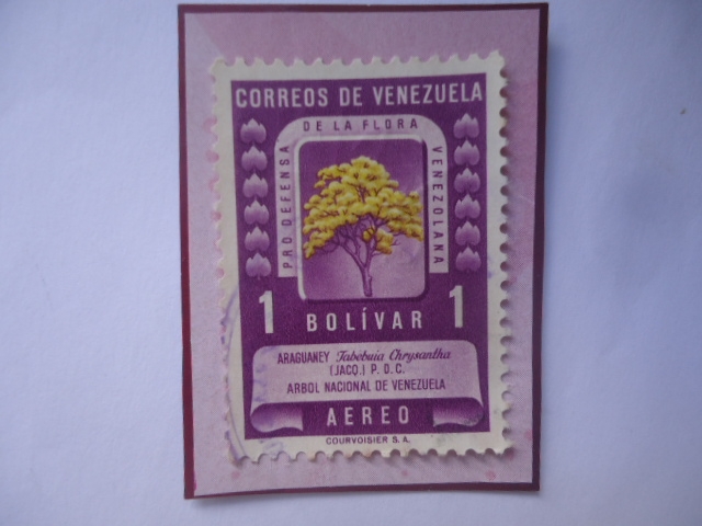 Araguaney (Tabebuia chrysantha)-Árbol Nacional venezolano-Pro defensa de la Flora Venezolana .