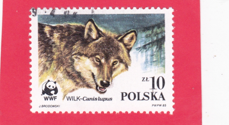 Cabeza de lobo (Canis lupus)