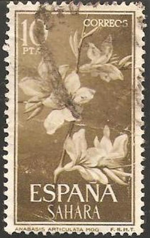 Sahara - flor anabasis articulata