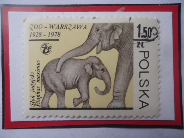 Zoo-Warszawa 1928-1918-Jardines Zoológicos de Varsovia-Elefante Asiático (Elephas maximus)-