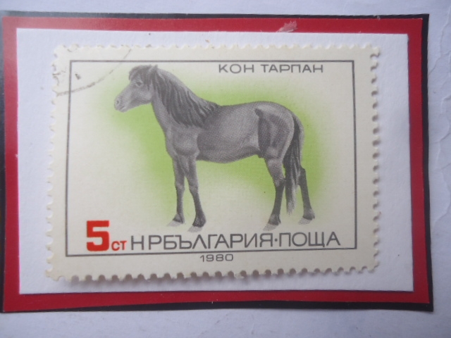 Tarpan (Equus ferus ferus)- Sello de 5 Stotinka Búlgaro, año 1980