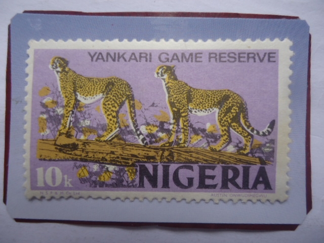 Yankari Game reserve- leopardos (Acinonyx jubatus)- Señño de 10 kobo nigeriano, año 1973
