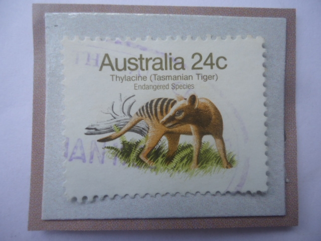 Tilacino- Thylacine (Tasmania Tiger)- Endangered Species