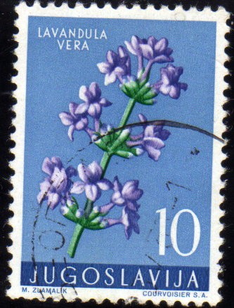 PLantas : lavanda