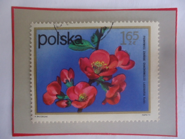 Membrillo Chino - Flores de arbustos- Sello de 1,65 Zloty Polaco