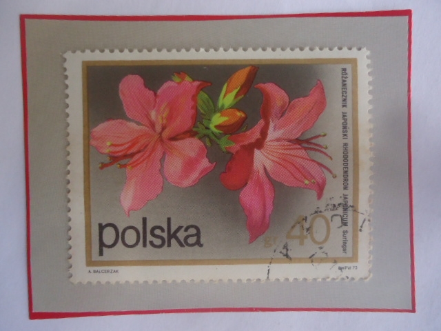 Azalea Japonesa (Rhadodendro japonicus() - Flores de arbustos- Sello de 40 groz polaco