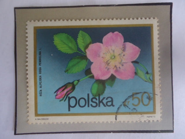 Rosa Alpina (Rose pendulina)- Flores de arbustos- Sello de 50 grosz polaco
