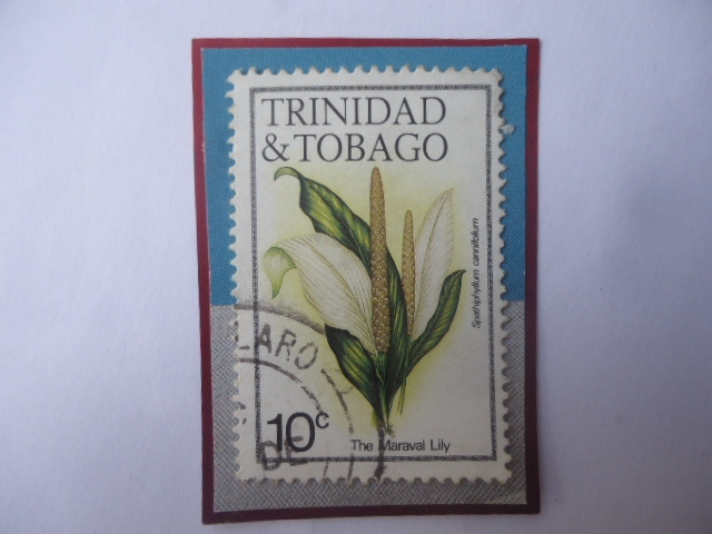 Maraval Lily (Spathiphyllum cannifolium) - Lirio.