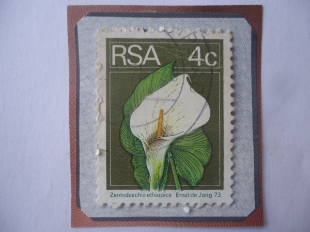 R.S.A. - Calla Lily (Zantedeschia ethiopica) - Lirio de Calla