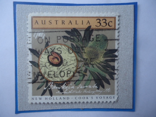 Banksia Serrata- Bicentenario del Asentamiento australiano- El Viaje del capitán James Cook