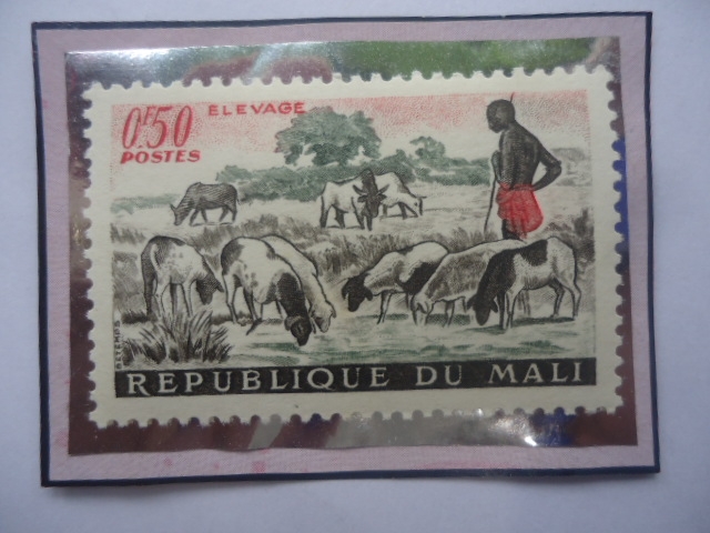 Pastoreo- Oveja y Ganado - Sello de 0,50 CDA-Franco África Occidental , año 1961