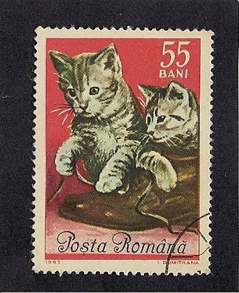 Gatos