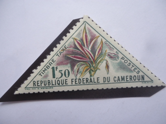 Grinum - Serie:Flores 1963- Sello de 1,50 FCFA-Franco de África Central, año 1963