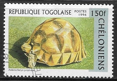 Tortugas - Astrochelys yniphora)