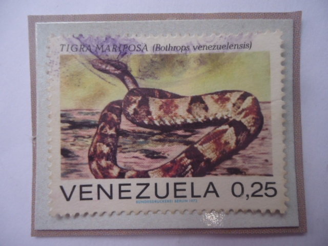 Tigra Mariposa (Bothrops venezuelensis)