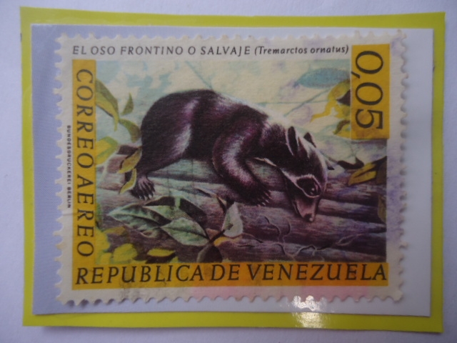 El Oso Frontino o Salvaje (Tremarctos ornatus)