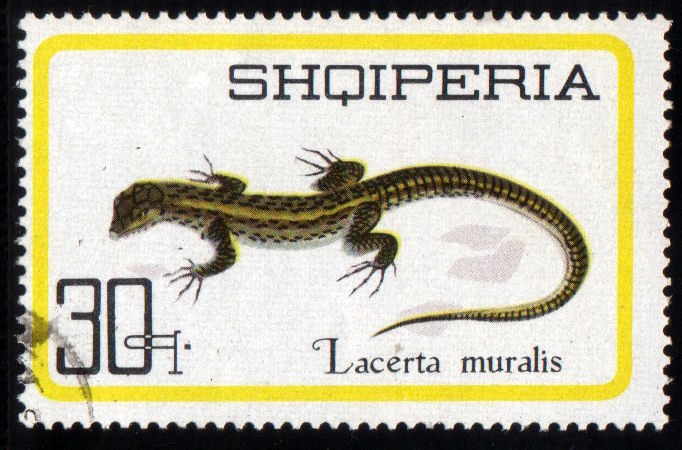 Lacerta Muralis