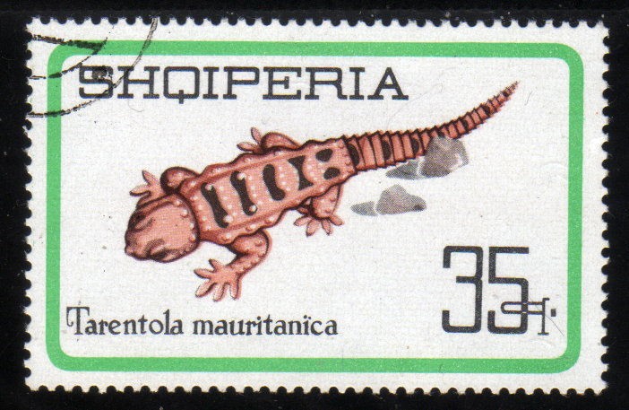 Tarentola Mauritanica