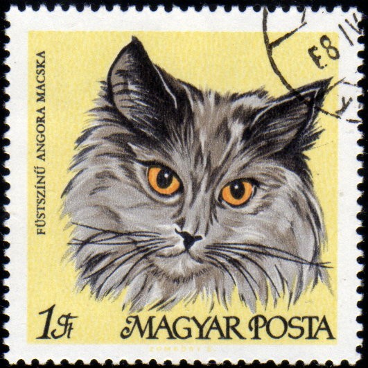 Gatos:  Angora Gris