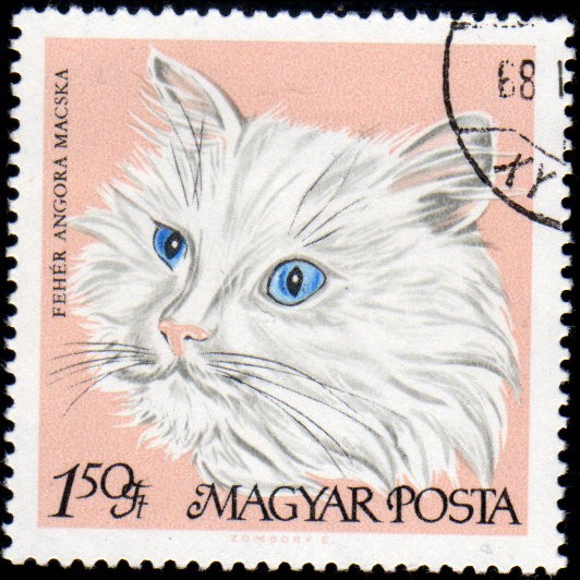 Gatos: Angora blanco