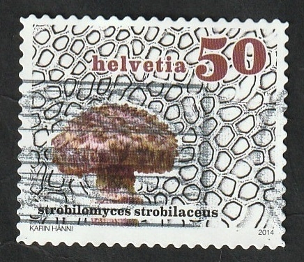 2267 - Champiñón, Strobilomyces strobilaceus