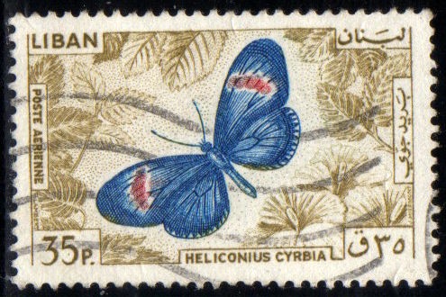 Mariposas : Heliconius cyrbia
