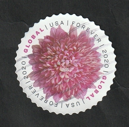 5307 - Crisantemo