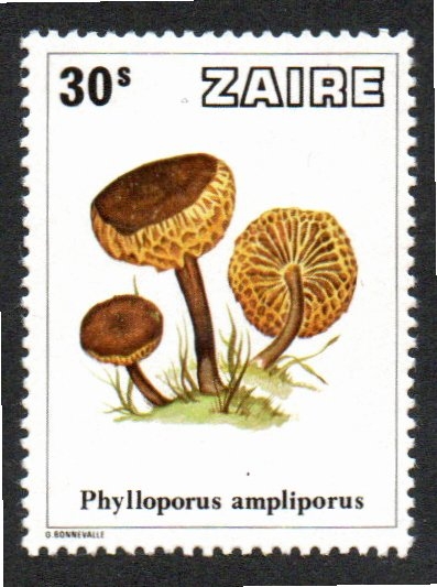 1 Phylloporus ampliporus