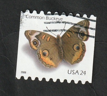 3762 - Mariposa Common Buckeye