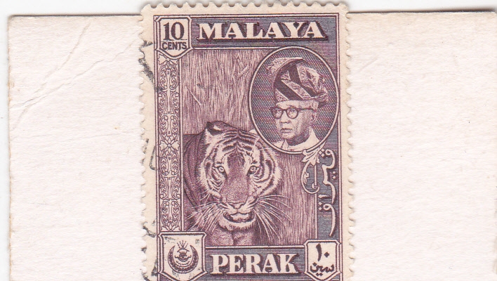tigre de malasia
