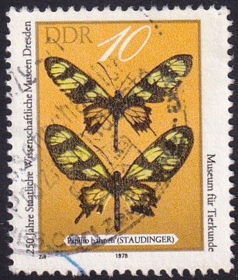 Papilio hahneli