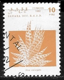 Flores - Aloe Variagata