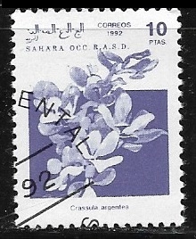 Flores - Crassula argentea