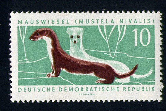 Mustela Nivalis