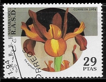 Flores - Iris xiphium