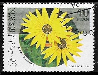 Flores - Arctotis breviscapa
