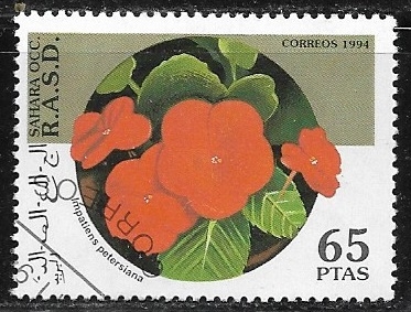 Flores -Impatiens petersiana