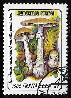 Death cap (Amanita phalloides