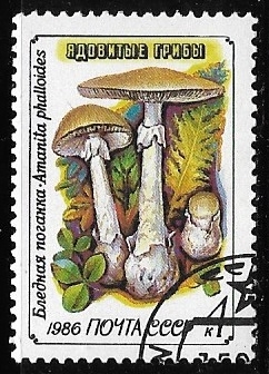 Death cap (Amanita phalloides