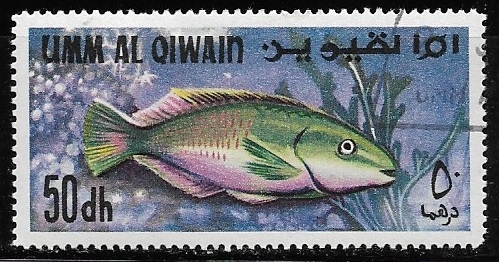 Parrotfish (Scarus sp.)