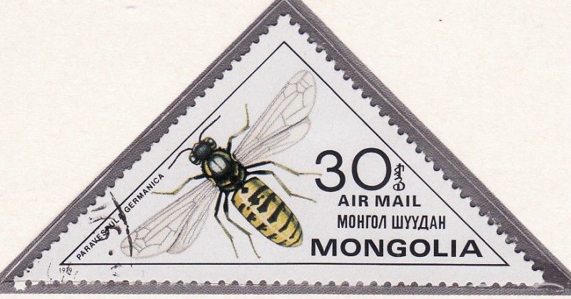 Paravespula Germánica