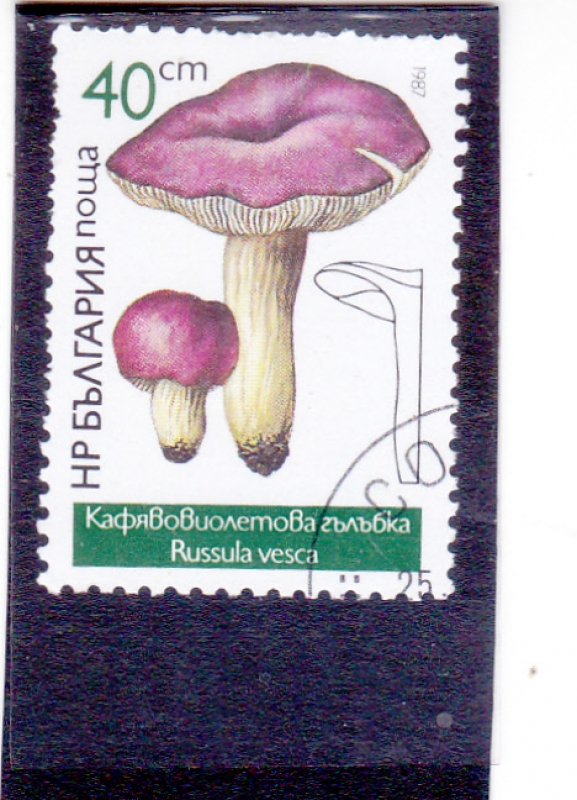 setas-Russula vesca