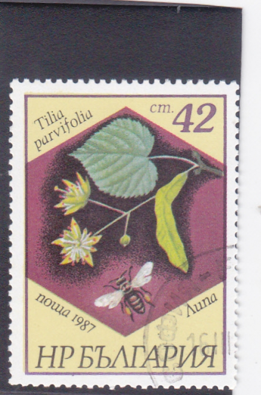 FLORES-Tilia parvifolia