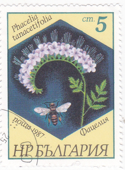 FLORES-Lacy phacelia (Phacelia tanacetifolia)