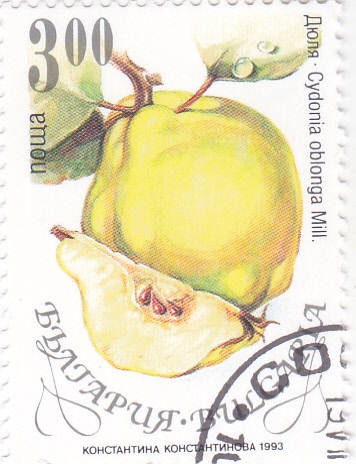 Quince (Cydonia oblonga)